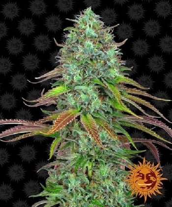 LSD Auto (Barneys Farm Seeds)