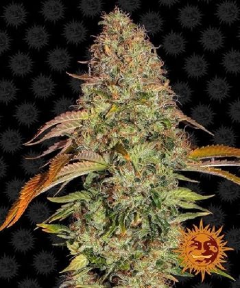 Zkittlez OG Auto (Barneys Farm Seeds)