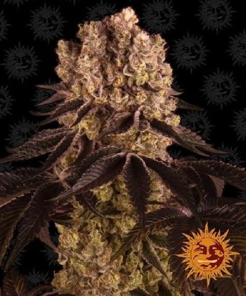 Purple Punch (Barneys Farm Seeds)