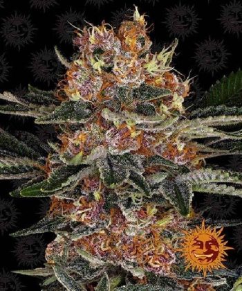 Purple Punch Auto (Barneys Farm Seeds)