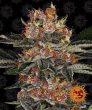 Purple Punch Auto (Barneys Farm Seeds)
