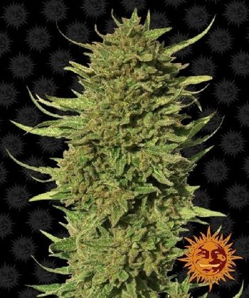 Critical Kush Regular (Barneys Farm Seeds)