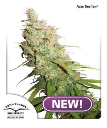 Auto Desfran (Dutch Passion Seeds)