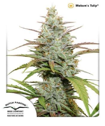 Mokum's Tulip (Dutch Passion Seeds)