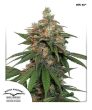 HiFi 4G  (Dutch Passion Seeds)