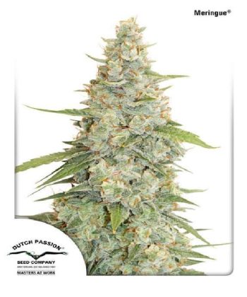 Meringue (Dutch Passion Seeds)