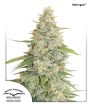 Meringue (Dutch Passion Seeds)