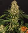Tropicanna Banana (Barneys Farm Seeds)