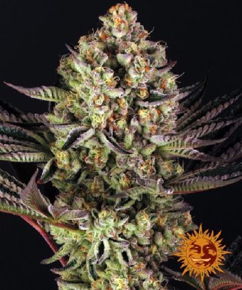 Do-Si-Dos #33 (Barneys Farm Seeds)