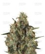 Medical Mass (Royal Queen Seeds)