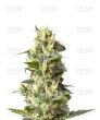 Lemon Shining Silver Haze (Royal Queen Seeds)
