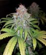 Fat Banana  (Royal Queen Seeds)