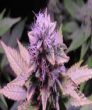 Sherbet Queen  (Royal Queen Seeds)