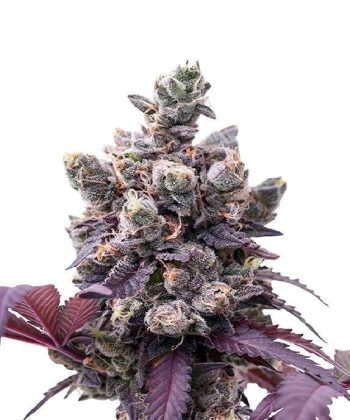 Wedding Gelato (Royal Queen Seeds)