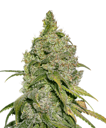 Do Si Dos (SeedStockers Seeds)
