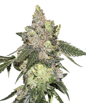 Girl Scout Cookies (SeedStockers Seeds)