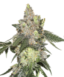 Girl Scout Cookies (SeedStockers Seeds)