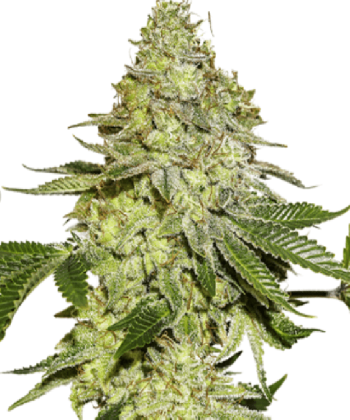 Sherbet (SeedStockers Seeds)