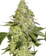 Sherbet (SeedStockers Seeds)