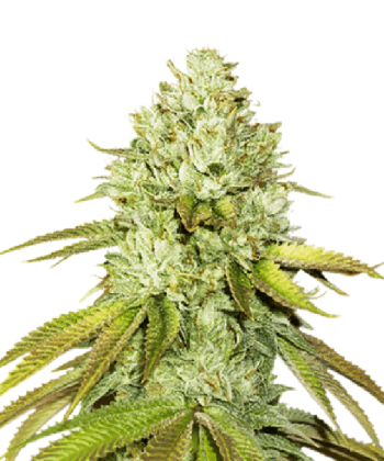 Pineapple (SeedStockers Seeds)