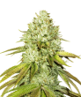 Pineapple (SeedStockers Seeds)