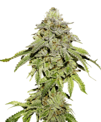 Cookies and Cream (SeedStockers Seeds)