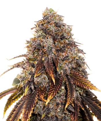 Gelato 41 (SeedStockers Seeds)