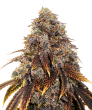 Gelato 41 (SeedStockers Seeds)