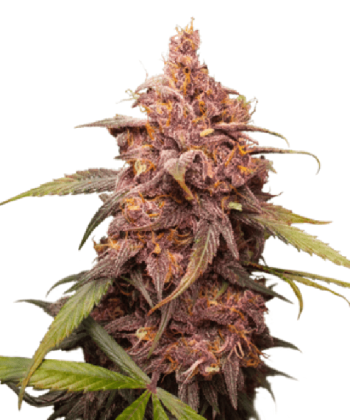 Purple Punch (SeedStockers Seeds)