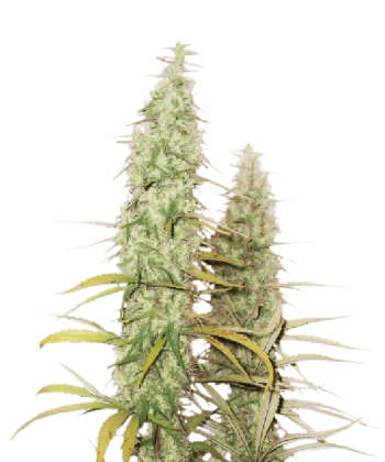 Santa Marta Haze  (SeedStockers Seeds)