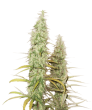 Santa Marta Haze  (SeedStockers Seeds)