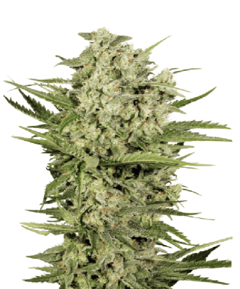 Cheese (SeedStockers Seeds)