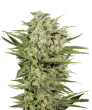 Cheese (SeedStockers Seeds)