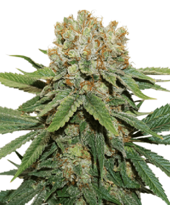 Thin Mint Crack (SeedStockers Seeds)