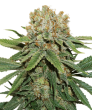 Thin Mint Crack (SeedStockers Seeds)