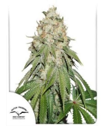 Banana Blaze Feminised (Dutch Passion Seeds)