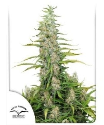 C-Vibez (Dutch Passion Seeds)