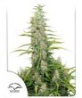 C-Vibez (Dutch Passion Seeds)