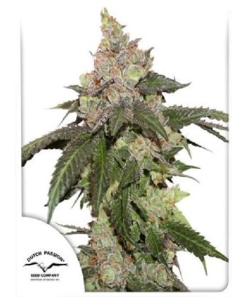 Kerosene Krash  (Dutch Passion Seeds)