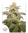 Sugar Bomb Punch  (Dutch Passion Seeds)