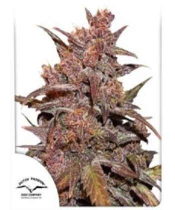 CBD Auto Blackberry Kush® (Dutch Passion Seeds)