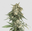 BCN Critical XXL Fast  (SeedStockers Seeds)