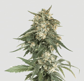 BCN Critical XXL Fast  (SeedStockers Seeds)