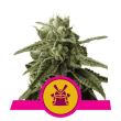 Shogun (Royal Queen Seeds)