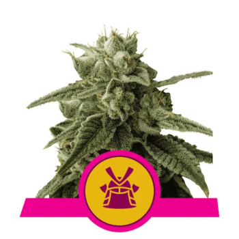Shogun (Royal Queen Seeds)