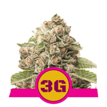Triple G (Royal Queen Seeds)