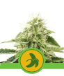 Fat Banana Auto (Royal Queen Seeds)