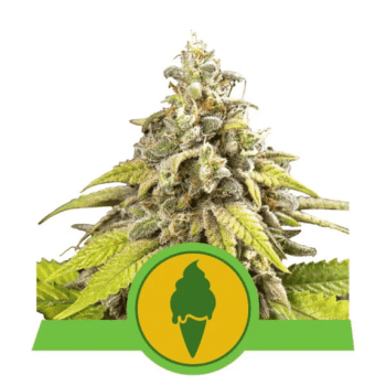 Green Gelato Automatic (Royal Queen Seeds)