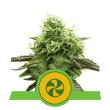 Sweet ZZ Auto (Royal Queen Seeds)