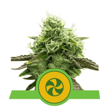 Sweet ZZ Auto (Royal Queen Seeds)